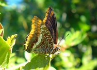 Babocka ostruhak (Charaxes jasius) - Korcula